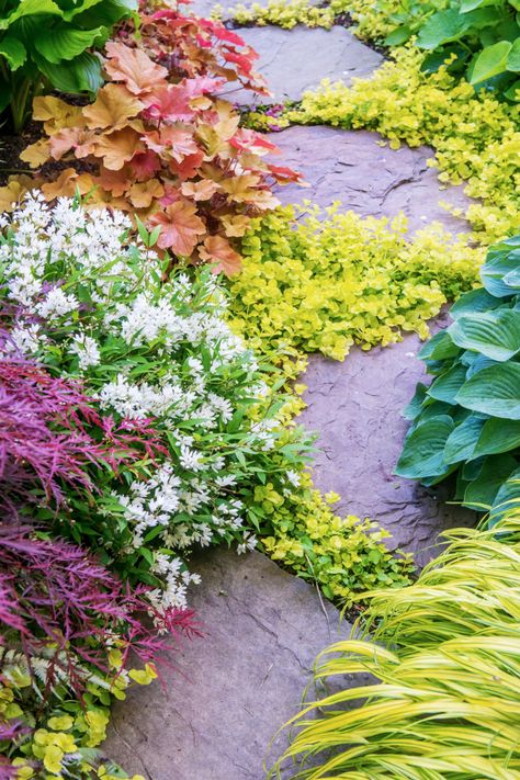 Stepping stones through Creeping Jenny ground cover, Deutzia, Heuchera, Hosta, and Hakonechloa grass. Creeping Jenny Plant, Creeping Jenny, Garden Walkway, Stone Path, Ground Cover Plants, Woodland Garden, Garden Path, Garden Pathway, Plants And Flowers