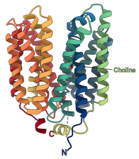 Diagram of FLVCR2 protein structure. Protein Structure, Science Diagrams, Staff Directory, Teaching Chemistry, Freedom Of Information Act, Brain Tissue, Nerve Cell, Neurological Disorders, Clinical Research