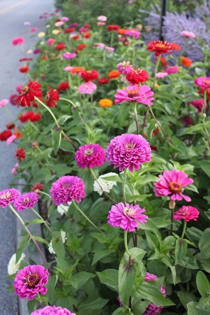 Multi Colored Zinnias, Zinnia Flowers  Johnsen Landscapes & Pools  Mount Kisco, NY Flower Zinnia, Beautiful Gardens Landscape, Zinnia Garden, Regenerative Agriculture, Planting Design, Planting Ideas, Backyard Flowers, Zinnia Flowers, Cottage Garden Plants