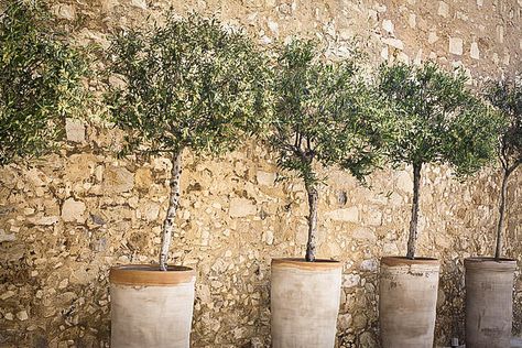 The Tree Center - Dwarf Trees To Grow In Containers Artificial Trees Outdoor Patio, How To Grow Olives, Olive Tree Care, Olivier En Pot, Growing Olive Trees, Potted Olive Tree, Container Garden Design, Garden Lounge, Courtyard Design