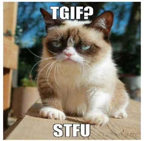 TGIF Grumpy cat Grump Cat, Grumpy Cat Meme, Grumpy Cat Quotes, Funny P, Cat Jokes, Grumpy Cat Humor, Memes Sarcastic, Cat Quotes, Funny Animal Memes