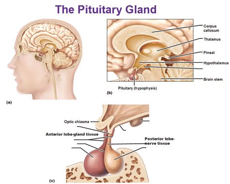 pituitary gland anterior lobe posterior lobe hypophysis Anterior Pituitary, Cranial Nerves Mnemonic, Pituitary Gland, Cranial Nerves, Adrenal Glands, Brain Stem, Pharmacology Nursing, Dental Humor, Cardiovascular System