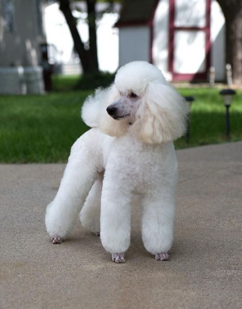 Miniature Poodle Haircuts, Poodle Haircuts, Dog Types, Miniature Poodles, Small Poodle, Poodle Hair, Poodle Haircut, Poodle Cuts, Poodle Puppies For Sale