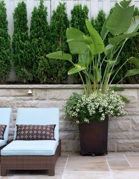 Container palm Pool Planters, Pool Plants, Inspiring Outdoor Spaces, Potted Plants Outdoor, Large Deck, Landscape And Urbanism, Outdoor Pots, Garden Containers, Pool Landscaping