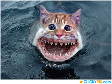 Shark Hybrid Animals - 20 Shark Combo Pictures - Clicky Pix Animal Mashups, Photoshopped Animals, Funny Baby Images, American Funny Videos, Cat Shark, Shark Pictures, Space Ghost, Funny Dog Photos, Funny Pictures For Kids