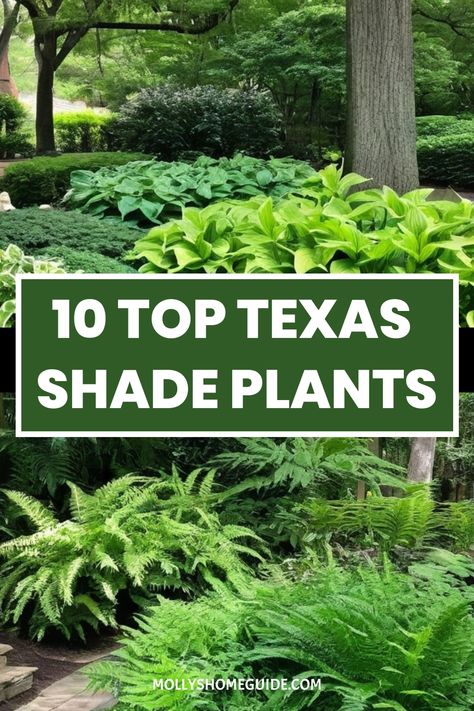 Discover the beauty of shade gardening with our selection of the best Texas shade plants. From heat-resistant options for North Texas to perennial favorites perfect for Central Texas, these native and adapted plants are ideal for creating a lush oasis even in the sunniest spots. Explore a variety of hardy outdoor perennials that thrive in shaded areas, bringing texture and color to your garden year after year. High Sun Plants Outdoor, Shade Garden Plants Landscaping Ideas, Texas Shade Plants, South Texas Gardening, Shade Plants Perennial, Central Texas Gardening, North Texas Gardening, Shade Pots, Shade Perennial Garden