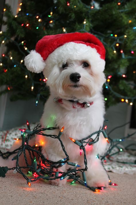 Dog Christmas Photos, Dog Christmas Pictures, Merry Christmas Dog, Dog Wrap, Christmas Puppy, Christmas Photoshoot, Dog Wallpaper, Pet Holiday, Sweet Dogs