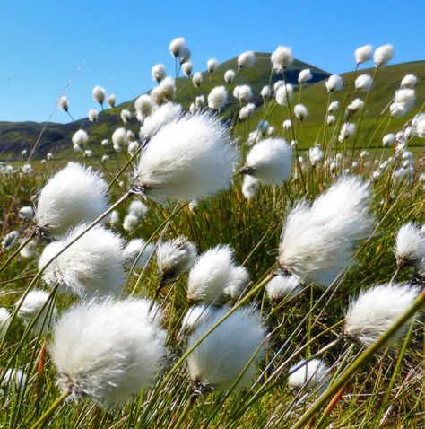 Fluffy Plants, Grow Cotton, Wind Flower, Tropical Greenhouses, Naturalistic Garden, Best Perennials, California Garden, Budget Garden, Fluffy Bunny