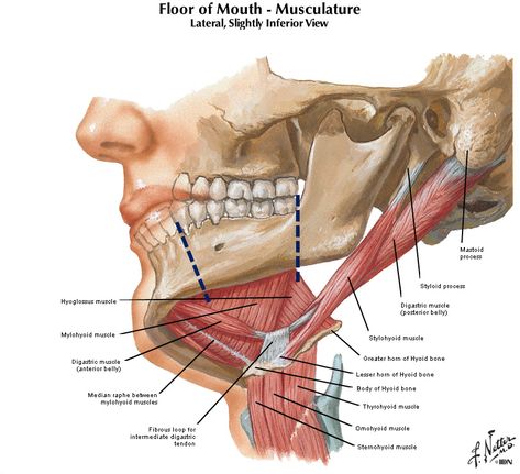 Mouth Anatomy, Craniosacral Therapy, Dental Anatomy, Face Anatomy, Anatomy Sculpture, Spine Health, Medical School Essentials, Muscle Anatomy, Human Anatomy And Physiology