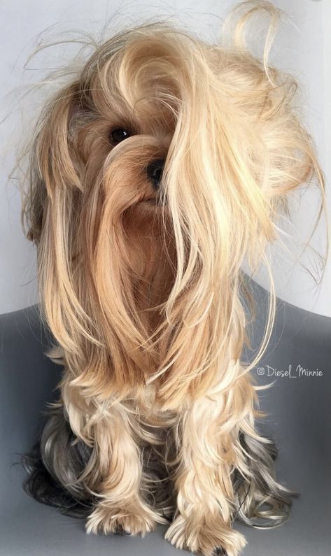 Yorkie Haircut, Yorkshire Terrier Grooming, Yorkie Cuts, Yorkie Hairstyles, Yorkie Haircuts, Pig Tails, Dog Spaces, Long Haired Dogs, Puppy Cut