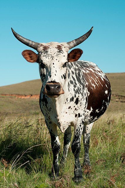 Nguni Cow Cattle Pictures, Nguni Cows, Nguni Cattle, Longhorn Cattle, Cow Photos, Dairy Cattle, Bull Cow, Animal Agriculture, Cow Painting