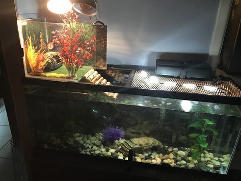 DIY turtle basking area. Turtle Tank Basking Area, Basking Area For Turtles Diy, Large Turtle Basking Platform Diy, Diy Basking Area Turtle Tanks, Diy Turtle Basking Platform, Diy Turtle Basking Platform Above Tank, Turtle Basking Area, Turtle Pet House, Turtle Tank Cleaning Hacks