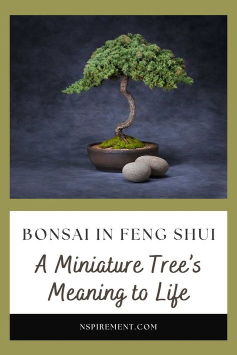 Tree Meanings, Feng Shui Plants, S Meaning, Miniature Trees, Bonsai Plants, Bonsai Tree, The Meaning, Natural World, Feng Shui