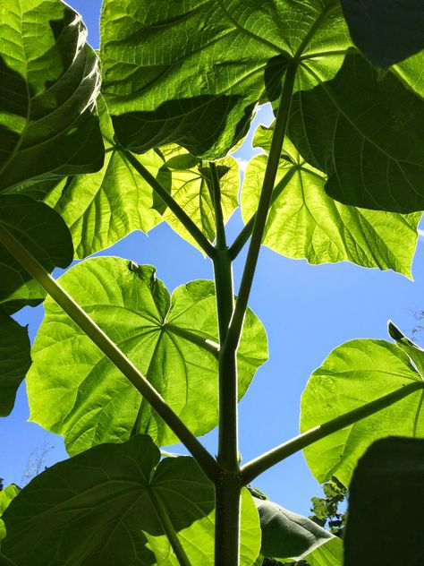 Paulownia tomentosa - fast growing, huge leaves, can be coppiced for a shorter plant with bigger leaves Paulownia Tree, Princess Tree, Fast Growing Flowers, Large Leaf Plants, Fast Growing Shade Trees, Hydrangea Landscaping, Architectural Plants, Plant Structure, Plant Wishlist