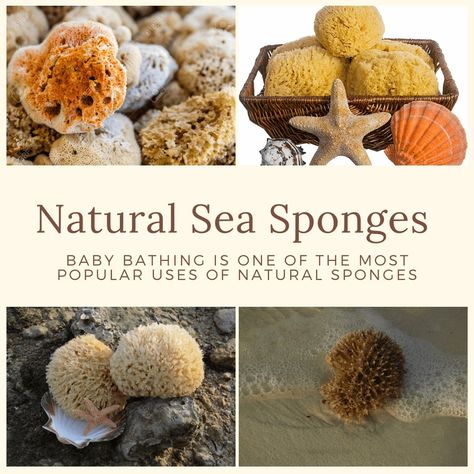 Natural sea sponges are a natural event sponge that is positively absorbent and supports to awake your skin. These are appropriate for somebody with hypoallergenic and exposed skin. Sponges are actually classified as multi-celled organisms, although they do not have brains or nervous systems, they have been growing on Earth (or at least towards the ocean) for more details please check out our website. Natural Sea Sponge, Forest Life, Bath Sponges, Natural Sponge, Sea Sponge, Shower Sponge, Bath Sponge, Natural Bath, Coastal Cottage