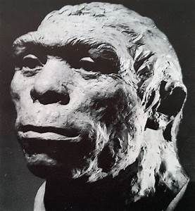 peking man fossils - Yahoo Image Search Results Peking Man, Homo Erectus, Early Man, Prehistoric Man, Human Evolution, Fossil, Evolution, Wordpress, Facial