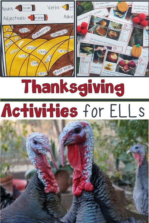 Introduce ELLs to the American holiday of Thanksgiving. Learn about activities that give multiple perspectives on Thanksgiving, have students write about Thanksgiving, and review Thanksgiving vocabulary. #Thanksgiving #esl Thanksgiving Language Activities, Thanksgiving Tips, Thanksgiving Math Activities, Teaching English Language Learners, Thanksgiving Lessons, Thanksgiving Stories, Thanksgiving Books, Thanksgiving Classroom, Ell Students