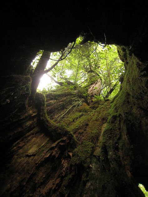 Down the rabbit hole we go! This is a realistic version we are not used to seeing. No pianos or clocks falling towards us, no books or teacups, but a visually gorgeous and interesting take on the rabbit hole we are accustomed to. Fresh green forest, and a hole. Plain. Simple. Exquisite. Yakushima, Green Rabbit, Hollow Tree, Tree Textures, Down The Rabbit Hole, The Rabbit Hole, Were All Mad Here, Fantasy Images, Kyushu