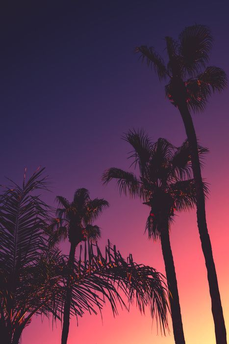 Sunset Wall Mural, Trees Wallpaper, Palm Trees Wallpaper, Palm Tree Sunset, Tropical Background, Planets Wallpaper, Night Background, Destination Photography, Sunset Wall