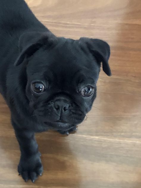 Got my first puppy shes is a jug 3/4 pug and 1/4 Jack Russell Jug Dog, First Puppy, Cute Puppies Images, Cute Puppy Wallpaper, Cute Dogs Images, Jack Russell Dogs, Puppy Wallpaper, Puppy Images, Cute Puppy Pictures