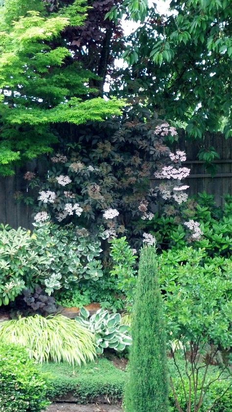 Sambucus 'Black Lace' Black Lace Elderberry Landscape, Shady Landscaping, Sambucus Black Lace, Sambucus Nigra Black Lace, Cottage Garden Perennials, Black Lace Elderberry, Patio Backyard Ideas, Elderberry Plant, Landscaping Flower Beds