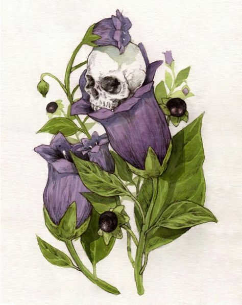 Belladonna Adalyn Grace, Signa Farrow, Belladonna Flower, Nightshade Flower, Adalyn Grace, Deadly Plants, Gothic Flowers, Arte Peculiar, Plant Drawing