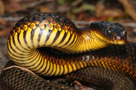 Australian Tiger Snake Tiger Snake, Australian Fauna, Australia Animals, Snake Venom, Reptile Snakes, Beautiful Snakes, Australian Wildlife, Australian Animals, Reptiles And Amphibians