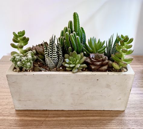 Succulent Arrangements Rectangle Pot, Rectangle Succulent Arrangements, Modern Succulent Arrangements, Succulents In Rectangle Planter, Succulent Composition, Indoor Mini Garden, Suculent Plants, Long Planter, Cactus Arrangement