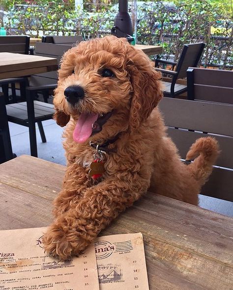 14 Reasons You Should Follow Alvin The Goldendoodle On Instagram Doodle Haircuts, 강아지 그림, Hapkido, Goldendoodle Puppy, Poodle Puppy, Brown Dog, Cute Dogs And Puppies, Cane Corso, April 2024