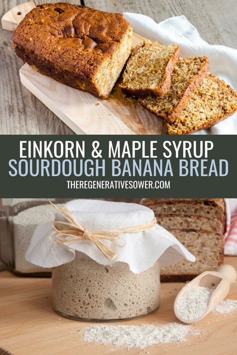 This easy overnight sourdough banana bread recipe can be made with either discard or freshly fed starter. Full of nutritious ingredients like einkorn and maple syrup, this is a tasty breakfast or snack! #FromScratchRecipes #RegenerativeHomesteadingSkills Canned Banana Bread, Sourdough Einkorn Recipes, Einkorn Discard Recipes, Einkorn Sourdough Starter Discard Recipes, Einkorn Sourdough Discard Recipes, Einkorn Sourdough Recipes, Overnight Sourdough Recipes, Einkorn Banana Bread, Einkorn Sourdough Banana Bread