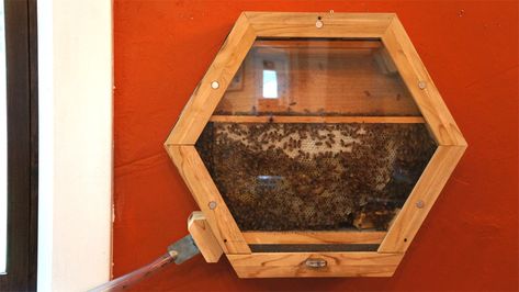 The Beecosystem: A Modular Indoor Honeybee Hive With Outdoor Commuting Tube - Core77 Observation Hive, Backyard Bees, Top Bar Hive, Ant Farms, Honey Bee Hives, Bee House, Mini Farm, Tree Hugger, Urban Farming