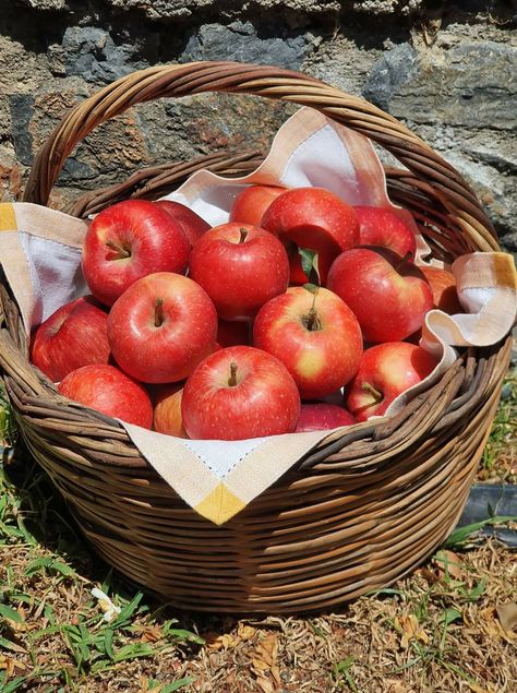 Apple Aesthetic Fruit, Apples Aesthetic, Snow White 1937, Apple Aesthetic, Aesthetic Fruit, Apple Core, Lame Jokes, Farm Lifestyle, Fruit Photography