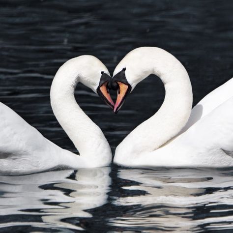 Swans are a common symbol of true love ❤️ Not only do their necks resemble a heart when they’re touching, but they often mate for life. . .… Bird Printables, Swans Art, What Is A Bird, Pastel Sec, Exotic Birds, Pretty Birds, Bird Photo, Colorful Birds, Little Birds