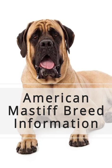 Massive Dog Breeds, Massive Dog, American Mastiff, African Boerboel, Mastiff Puppies For Sale, Massive Dogs, Mastiff Dog Breeds, Spanish Mastiff, Mastiff Breeds