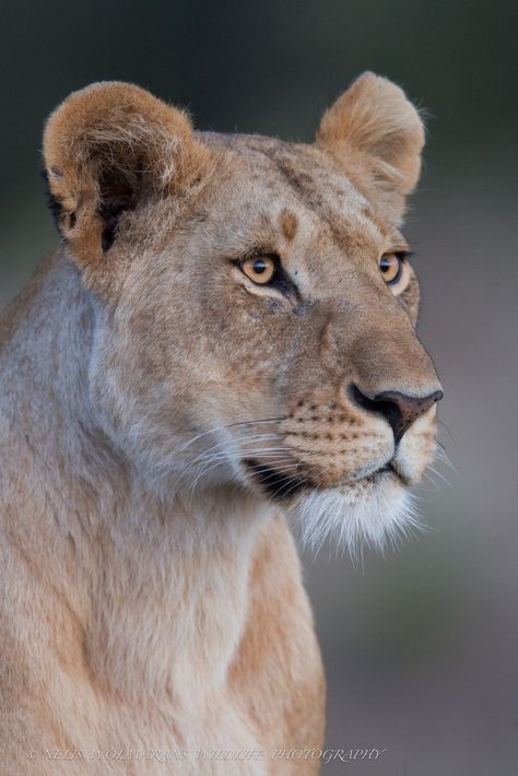 Lioness And Cubs, Lioness Tattoo, Female Lion, Lion Photography, Wild Lion, Lions Photos, Eyes Wide Open, Lion Images, Lion Pictures