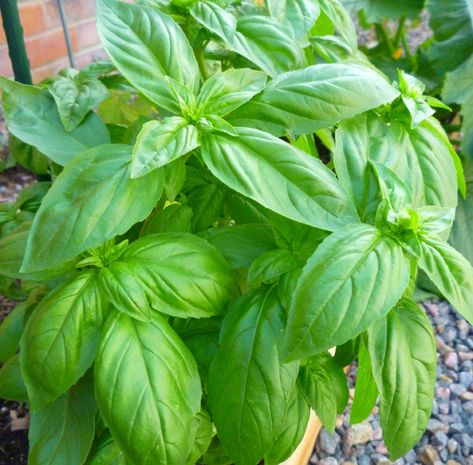 Caring For Basil Plant, Storing Basil, Herb Garden Pallet, Basil Herb, Growing Basil, Types Of Herbs, Basil Seeds, Basil Plant, Sweet Basil