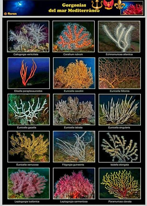 Flora Marina, Coral Reef Photography, Anaerobic Respiration, Poster Reference, Krishna Drawing, Biology Notes, Mom Art, Saltwater Aquarium, Aquarium Decorations