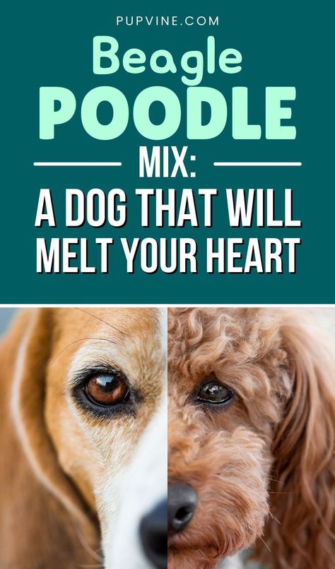 The Poodle is one of the most sought-after dogs to mix because of its hypoallergenic coat. With Beagles being one of the happiest dogs around, this canine combo was bound to become famous worldwide. The offspring of these two breeds is the Beagle Poodle mix and is more commonly known as the Poogle. They are also sometimes referred to as Beagapoo, Beagledoodle, Beapoo, and Beaglepoo. Beagle Poodle Mix Puppies, Beagle Poodle Mix, Dog Breeds Chart, Poodle Mix Breeds, Poodle Mix Puppies, Dog Breeds That Dont Shed, Baby Beagle, Puppy Facts, Dog Breeds Pictures