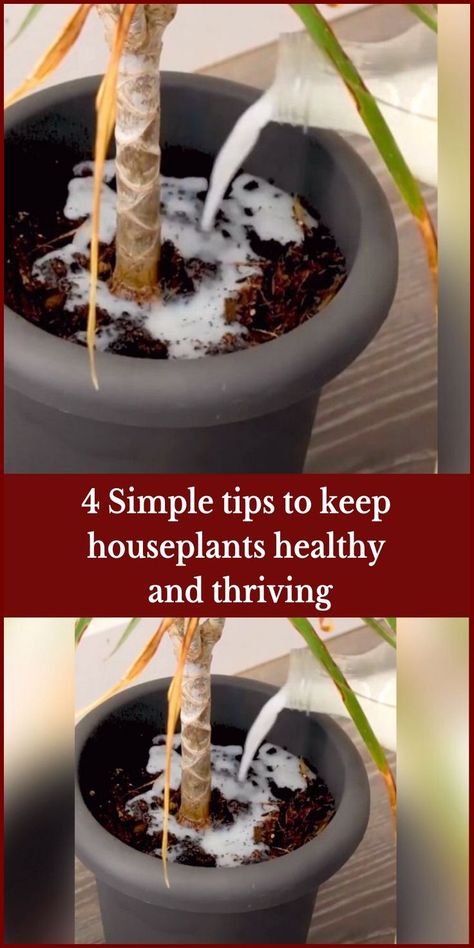 Plant Food Diy, Homemade Plant Fertilizer, Tattoo Plant, Kitchen Ideas Modern, Plant Pests, Plant Care Houseplant, Corn Plant, Plant Hacks, Plant Problems