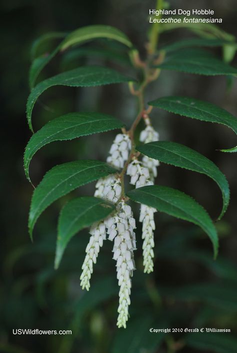 Leucothoe fontanesiana Leucothoe Fontanesiana, Georgia Garden, Toxic Plants, Halloween Spell Book, Halloween Spells, Green Things, Poisonous Plants, Natural Ecosystem, Money Ideas