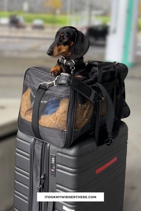 a small black and brown dachshund sits in a black pet carrier bag on top of a suitcase Dog Bags Travel, Dog Traveling, Sherpa Bag, Airline Approved Pet Carrier, Dog Travel Bag, Travel Dog, Dog Products, American Tourister, Pet Holiday