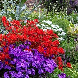 Flower Bulbs & Perennials | Fall Flower Bulbs | Eden Brothers Phlox Plant, Crocosmia Lucifer, Fall Perennials, Flower Bed Plants, Beautiful Home Gardens, Amaryllis Bulbs, Fall Bulbs, Red Plants, Spring Flowering Bulbs