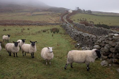 Irish Sheep And Lambs | Irish American Mom Irish Sheep Farm, Irish Aesthetic, Irish Sheep, Wimbledon House, Living Overseas, Suffolk Sheep, Ireland Art, Irish Country, Irish Crafts