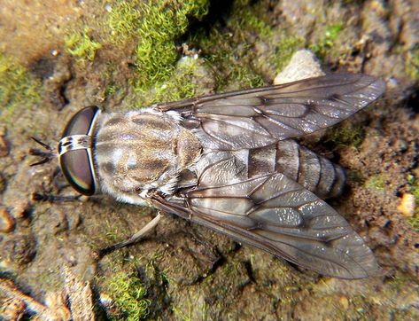 If so, you will LOVE this article by Dr. Sisson. It goes over his top 4 tips to avoid bug bites and keep up your walks! https://www.montrossphysicaltherapy.com/blog/How-to-Avoid-Horsefly-Bites-When-Walking-Outdoors #physicaltherapy #longwalks #nobugbites #montross #northernneck #NNK #warsaw #westmoreland Fly Spray For Horses, Deer Fly, Fly Spray, Natural Repellent, Horse Care Tips, Flea Prevention, Best Pest Control, Fly Repellant, Horse Fly