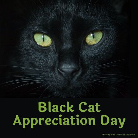 Wayne H. Morris founded Black Cat Appreciation Day to honor his sister June and her black cat Sinbad. This observance makes me think of my dear friend @justcoralette and her wonderful black cats, living in both body and spirit forms. Black Cat Cover Photo, Black Cat Side Profile, Black Cat Spirit Animal, Black Cat Appreciation Day, Black Cat Mysterious, Think Of Me, Black Cat Memes Hilarious, Cat Owners, Dear Friend