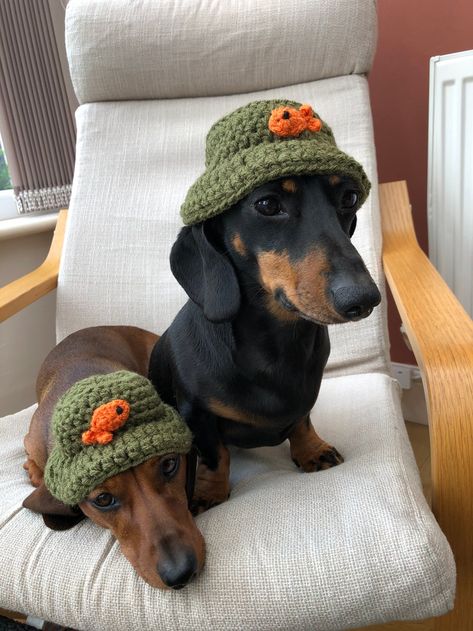 Home | Snazzy Sausage Dog Jumpers Crochet Dog Clothes, Dog Jumpers, Welcome To My World, Weenie Dogs, Mini Dachshund, Dachshund Puppies, Dachshund Love, Weiner Dog, Crochet Dog