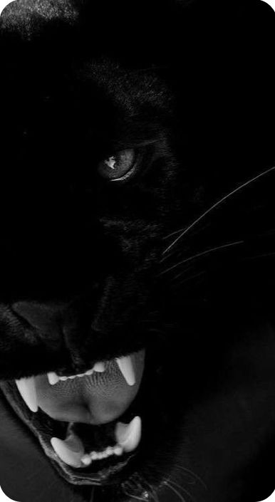 Black Panther Wallpaper Animal, Panther Wallpaper, Wild Animal Wallpaper, Wallpaper Background Design, Black Jaguar, Black And White Art Drawing, Pretty Animals, Boy Pictures, Cat Aesthetic