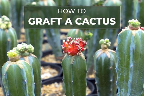 How to Graft a Cactus Plant | Cactus Grafting Guide - Succulents Box Cactus Grafting, Propagating Cactus, Propagate Succulents From Leaves, Grafted Cactus, Succulent Potting Mix, Plant Cactus, Baby Succulents, Growing Gardens, Propagating Succulents