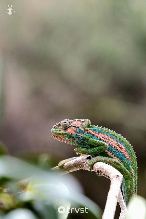 Discover the astounding world of 🦎chameleons! Explore how these color-shifting creatures use their unique features to interact with their environment. Get to know 27 species through amazing facts and photos. Ready to see the unseen in nature? Take a closer look. 🔍 #Chameleons #Nature #EndangeredSpecies #WildLifePhotography #Biodiversity Types Of Chameleons, See The Unseen, Jackson Chameleon, Panther Chameleon, Veiled Chameleon, Evergreen Forest, Chameleons, Physical Features, Amazing Facts