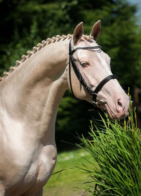 Kambarbay - Stallion AI Services Ahal Teke, Unusual Horse, Akhal Teke Horses, Stallion Horses, Golden Horse, Akhal Teke, Most Beautiful Horses, All The Pretty Horses, Sport Horse